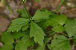 White avens